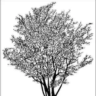 thumbnail for publication: Amelanchier x grandiflora 'Autumn Brilliance': 'Autumn Brilliance' Apple Serviceberry